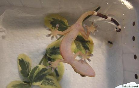 Expoterraria 2010 Barcelona