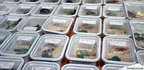 Expoterraria 2010 Barcelona