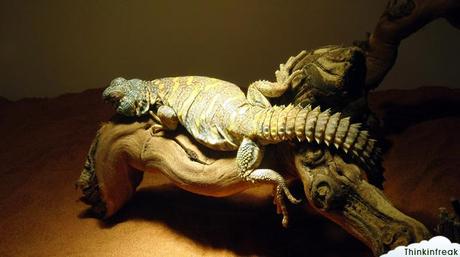 Expoterraria 2010 Barcelona