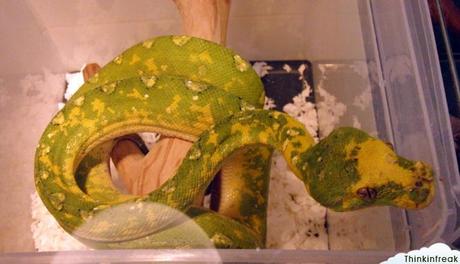 Expoterraria 2010 Barcelona