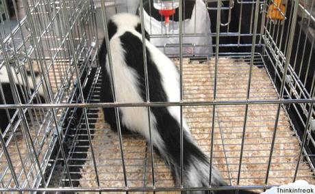 Expoterraria 2010 Barcelona