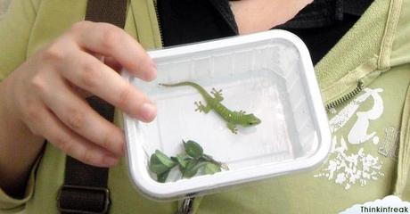 Expoterraria 2010 Barcelona