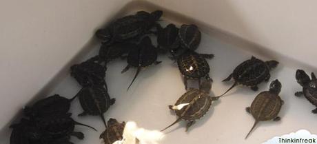 Expoterraria 2010 Barcelona