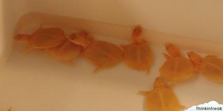 Expoterraria 2010 Barcelona