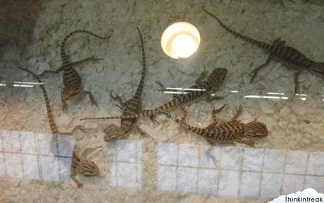 Expoterraria 2010 Barcelona