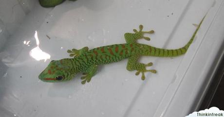 Expoterraria 2010 Barcelona