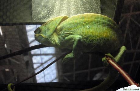 Expoterraria 2010 Barcelona