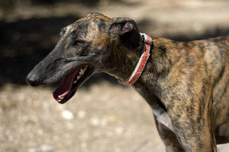 Cahrlie, galgo de 2 años que lleva mas de media vida esperando en una residencia... Cahrlie, galgo de 2 años que lleva mas de media vida esperando en una residencia...