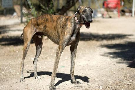Cahrlie, galgo de 2 años que lleva mas de media vida esperando en una residencia... Cahrlie, galgo de 2 años que lleva mas de media vida esperando en una residencia...