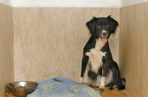 Xaqui , perrita joven y pqueñita ciega ayudala a acabar con la tristeza