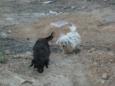 DOS PERRITAS, MADRE E HIJA ABANDONADAS  (ALICANTE)