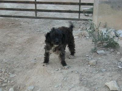DOS PERRITAS, MADRE E HIJA ABANDONADAS  (ALICANTE)