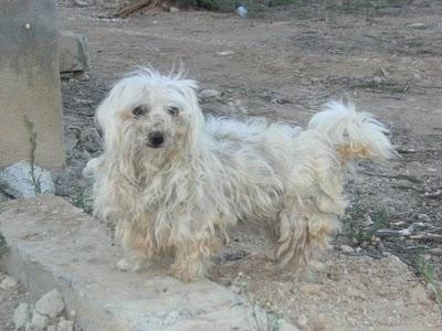 DOS PERRITAS, MADRE E HIJA ABANDONADAS  (ALICANTE)
