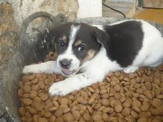 Danco, solo 1 mes y medio y su hogar es la perrera.