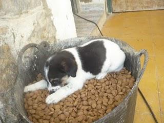 Danco, solo 1 mes y medio y su hogar es la perrera.