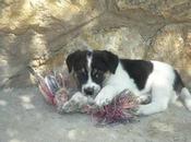 Danco, solo medio hogar perrera.