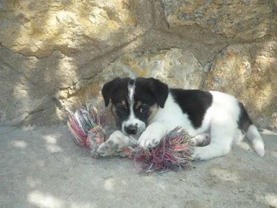 Danco, solo 1 mes y medio y su hogar es la perrera.