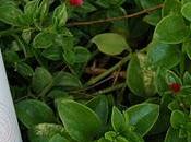 bellezario: cara lavá