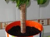 Macetero Judith cubo pintura