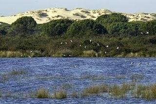 Investigadores detectan sustancias farmacológicas en las aguas del Parque Nacional de Doñana