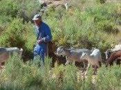 pastoreo, profesión futuro