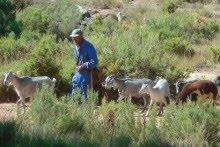 El pastoreo, una profesión con futuro