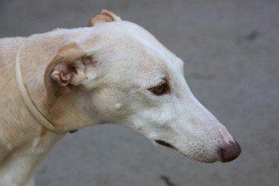 Dulcinea, galguita dulce y cariñosa abandonada en medio de la carretera.