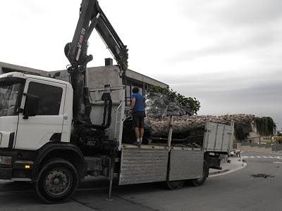 Trasplante de Palmeras y grandes Arboles