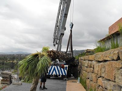 Trasplante de Palmeras y grandes Arboles