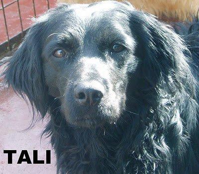 Media hora de tu vida, la diferencia entre un hogar o un chenil