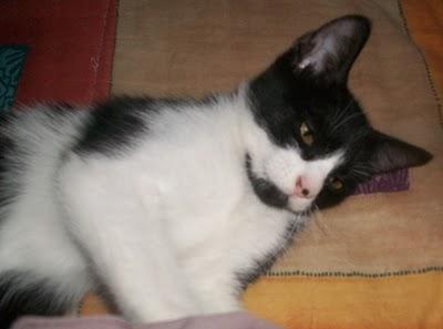 Tsuki, gatito de 2 meses en adopción URGENTE (Murcia)