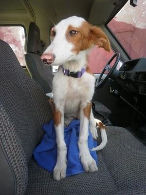 Xuri, preciosa podenquita en adopción.