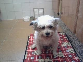 Abuelita que va a la perrera, si no la ayudamos (sevilla)