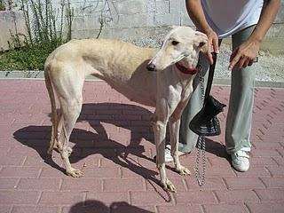 MADRID!!! Galguita KENDRA, UNA BELLEZA ABANDONADA A SU SUERTE...