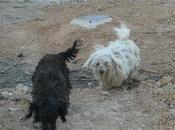 Abandonadas medio nada. URGENTE