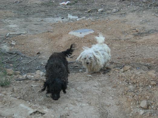 Abandonadas en medio de la nada. URGENTE