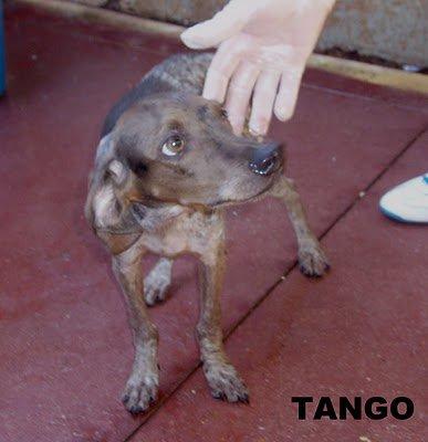Tango, un cachorro en el vertedero