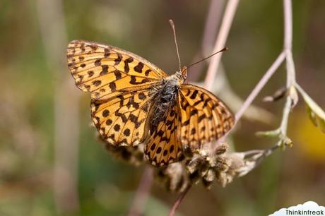 El nuevo juguetito: Sigma 105mm f2.8 EX DG Macro El nuevo juguetito: Sigma 105mm f2.8 EX DG Macro