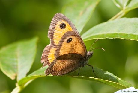 El nuevo juguetito: Sigma 105mm f2.8 EX DG Macro El nuevo juguetito: Sigma 105mm f2.8 EX DG Macro