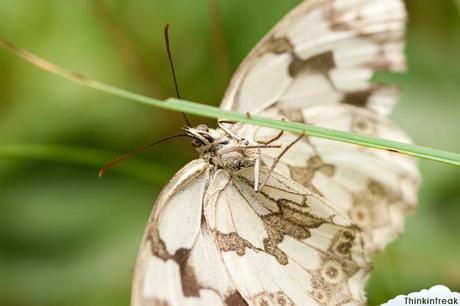 El nuevo juguetito: Sigma 105mm f2.8 EX DG Macro El nuevo juguetito: Sigma 105mm f2.8 EX DG Macro