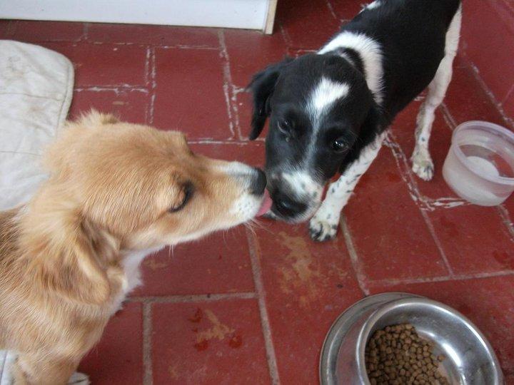 Chelsi, cachorro recogido aterrorizado . Miajadas (Cáceres)