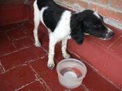 Chelsi, cachorro recogido aterrorizado Miajadas (Cáceres)