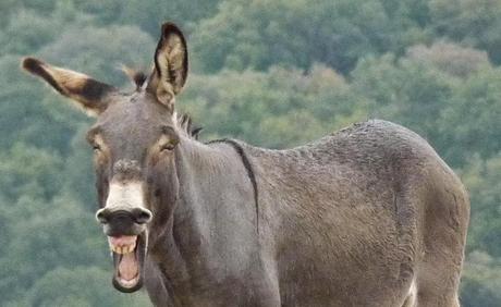 SI REBUZNA, ¿SERÁ GARCÍA MARGALLO?