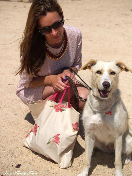 OUTFIT CATS AND DOGS