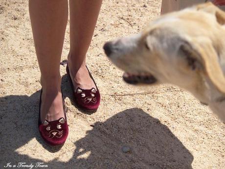 OUTFIT CATS AND DOGS