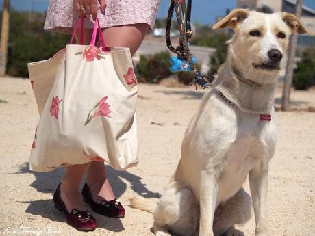 OUTFIT CATS AND DOGS