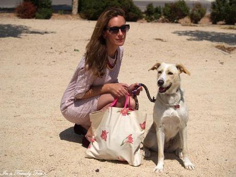 OUTFIT CATS AND DOGS