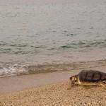 Fundación CRAM cram_centro_recuperacion_animales_marino_maritimo