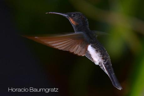 Picaflor negro (Black Jacobim) Florisuga fusca