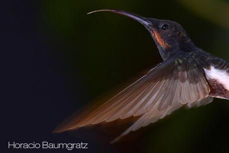Picaflor negro (Black Jacobim) Florisuga fusca